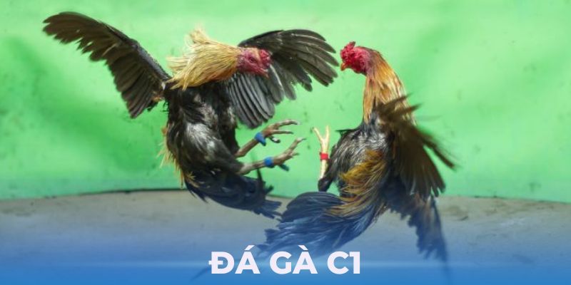 Chia sẻ kinh nghiệm thắng lớn tại Đá Gà