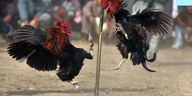 Quy định luật chơi đá gà cần nắm vững cho tân binh