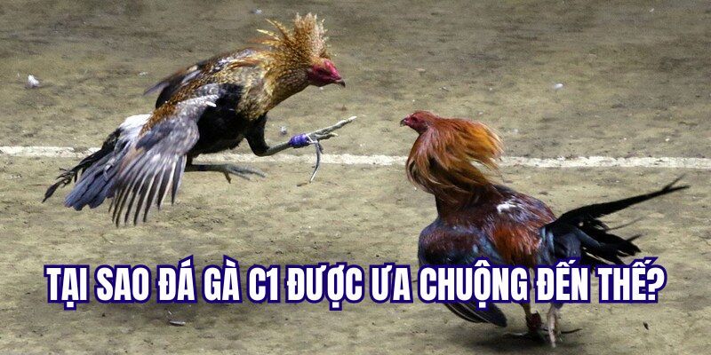 Ưu điểm tuyệt vời của Đá Gà C1