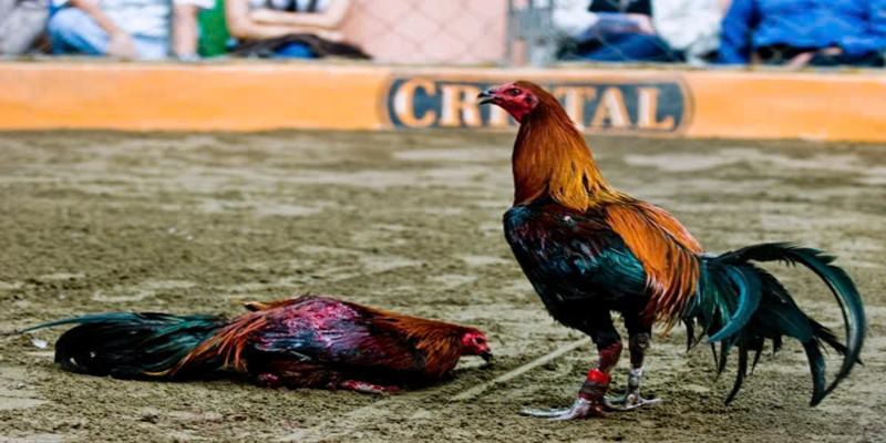 Những điểm hấp dẫn của đá gà Peru Luck8