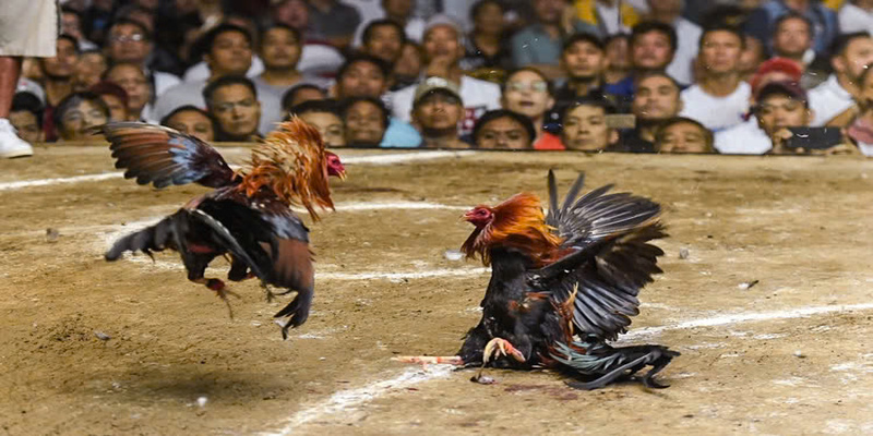Tìm hiểu về đá gà Peru