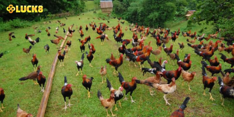 Các ưu điểm nổi bật