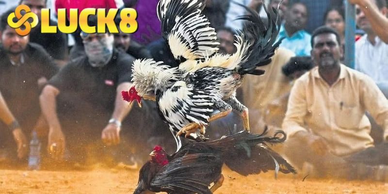 Đa dạng hình thức lựa tham gia đá gà online cùng LUCK8