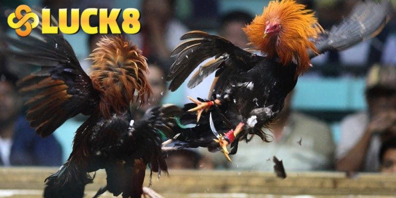 Xem trực tiếp và đặt cược thả ga với đá gà online 